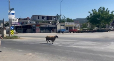 İznik'te kurbanlık koç trafiği birbirine kattı