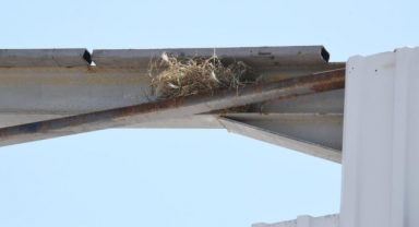 Kaçak yapı yıkımını kuş yuvası durdurdu