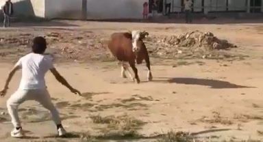 Kaçan kurbanlık boğa ortalığı birbirine kattı