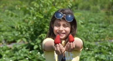 'Kırmızı elmas'ın ilk hasadı yapıldı