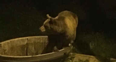 Kış uykusundan uyanan ayı şehir merkezine indi