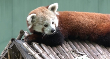 Macaristan'dan geldi,keyfine diyecek yok