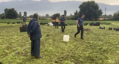 Maydanoz tarlasına yıldırım düştü