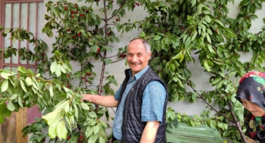 Ölümden döndü kiraz topladı