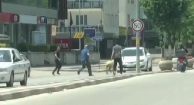 Sahibinden kaçan koyun trafiği birbirine kattı