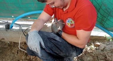 Yağmur borusuna sıkışan kedi 5 saatte kurtarıldı