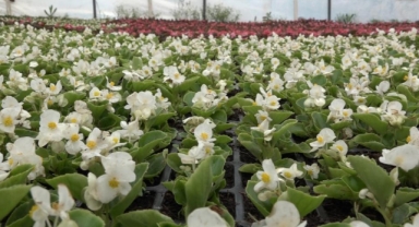 900 rakımda üretilen süs bitkileri daha uzun ömürlü