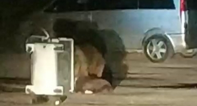 Acıkan ayı ailesi yemek için piknik alanına indi