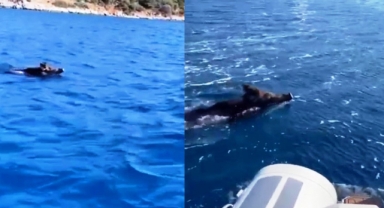 Bodrum'da domuz'un deniz keyfi