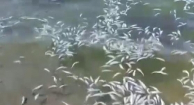 Bursa'da trolcülerden balık katliamı