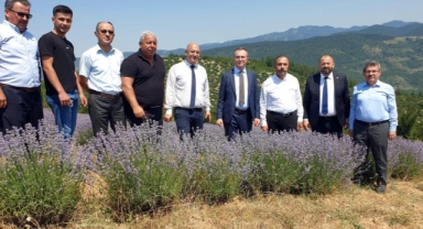 Bursa'nın dağlarında yetişen lavantaların hasadı başladı
