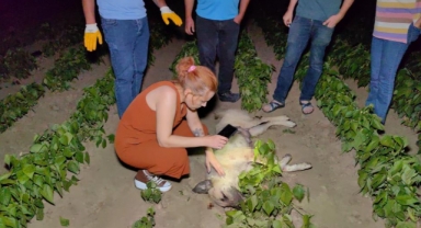 Doğum yapmış köpeği tüfek ile vurarak öldürdüler