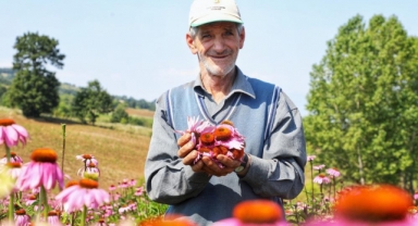 Ekinezya hasat için gün sayıyor