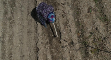 Havaların geç ısınması fide ekimini geciktirdi