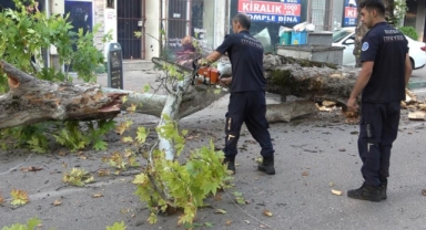 Kökleri çürüyen asırlık çınar ağacı devrildi