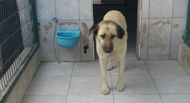 Köpeğin saldırdığı çocuk yaralandı