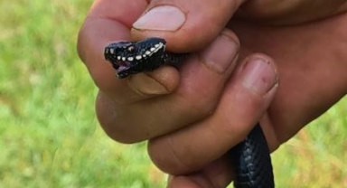 Mantar ararken zehirli Baran engereği buldu