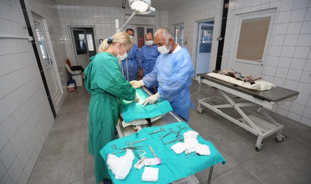 Nilüfer'de sahipsiz sokak hayvanları kısırlaştırılıyor