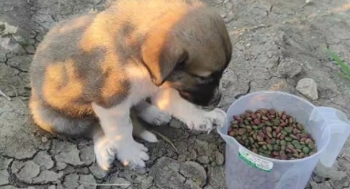 Öldürülen köpeğin yavruları bulundu