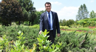 Tarihi İnkaya Çınarı geleceğe taşınıyor