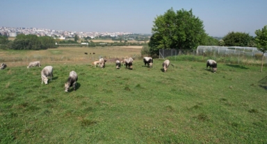 Türkiye'nin 'Boz sığır' ırkı koruma altına alındı