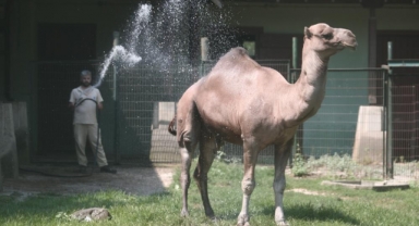 Zoopark'ta 40 derece sıcakta buzlu meyve keyfi