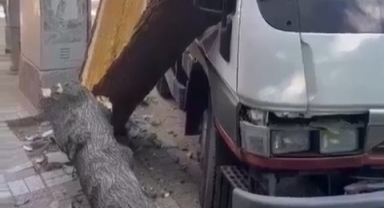 Ağaç kamyonetin üzerine devrildi