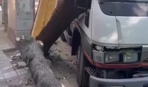 Ağaç kamyonetin üzerine devrildi