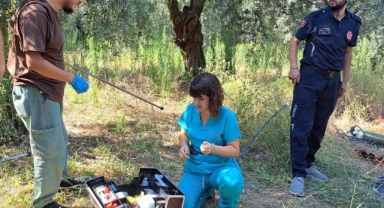 Anne domuz 5 saatlik operasyonla kuyudan çıkarıldı