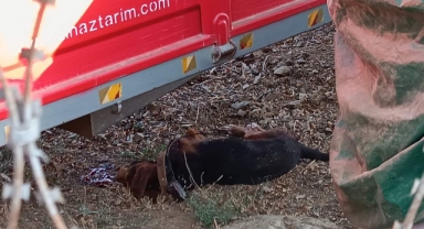 Av köpekleri öldürülen vatandaş savcılığa başvurdu