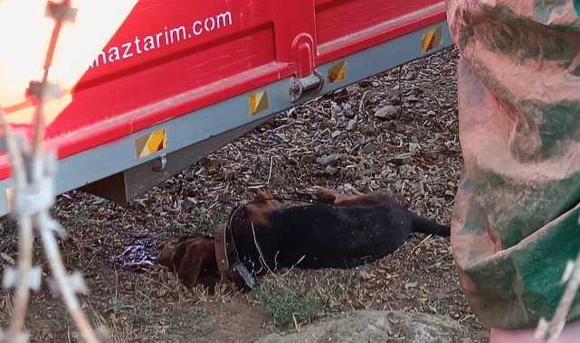 Av köpekleri öldürülen vatandaş savcılığa başvurdu