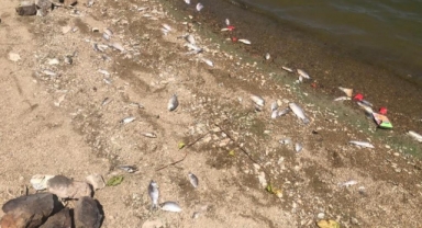 Boğazköy baraj gölünde ölen balıklar karaya vurdu