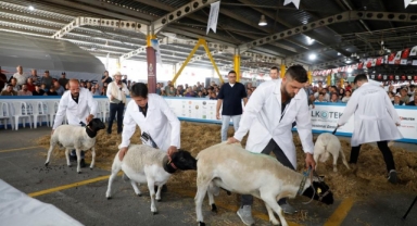 Küçükbaş hayvancılık festivali için geri sayım başladı
