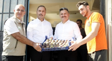 Mudanya'da kraliçe incirinin hasadı başladı