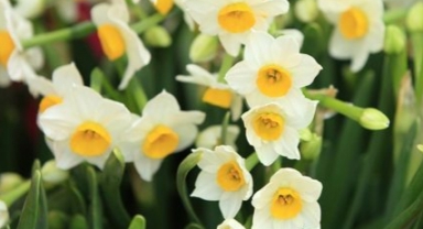 Nergis çiçeği Alzheimer’ı durduruyor