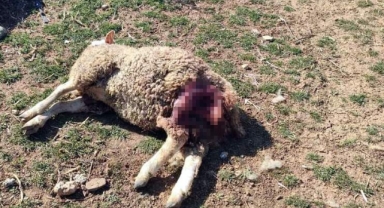 Sokak köpekleri damızlık koyunları parçaladı