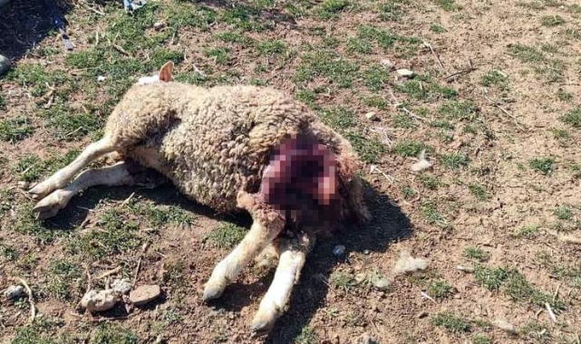 Sokak köpekleri damızlık koyunları parçaladı