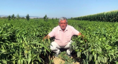 Tarlada 5 lira pazarda 35 lira