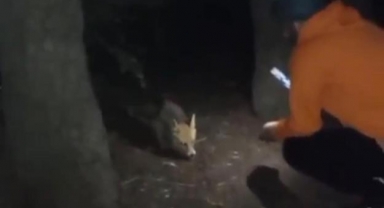 Uludağ'da yanına gelen tilkiye köfte ikram etti