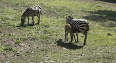 Bursa Hayvanat Bahçesi'nin zebra ailesine 3 yeni üye