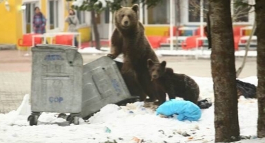 Evcilleşen ayılar doğayı tehdit ediyor
