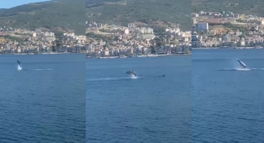 Gemlik Körfezi’nde yunusların şovu izleyenleri büyüledi
