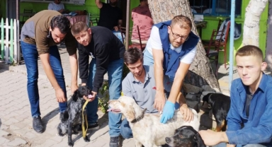 100 av köpeği çiplendi