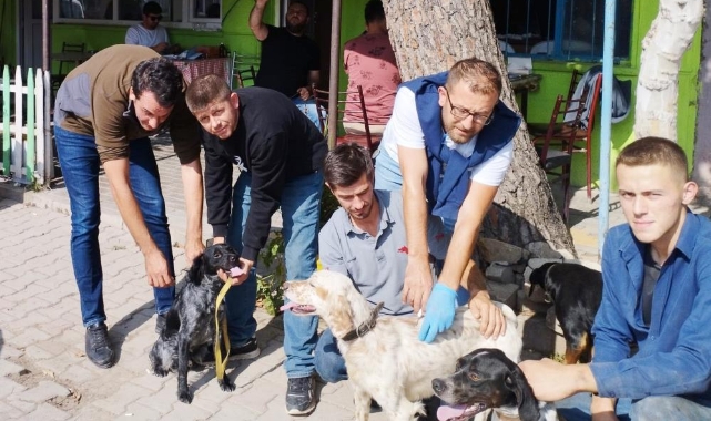 100 av köpeği çiplendi