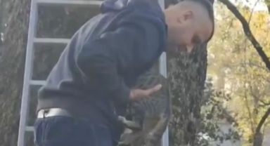 Ağaçta mahsur kalan kediyi ekipler kurtardı