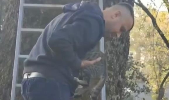 Ağaçta mahsur kalan kediyi ekipler kurtardı