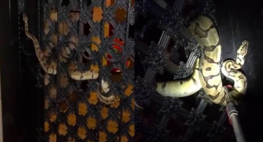 Bahçe kapısına Piton dolandı!