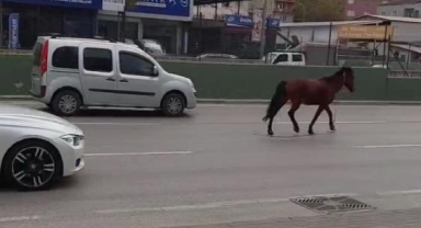 Bursa’da anayola çıkan at tehlike saçtı