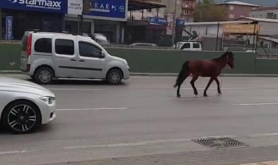 Bursa’da anayola çıkan at tehlike saçtı