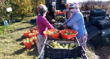 Deveci armudu yüzleri güldürdü